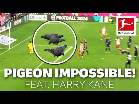 Does Agent Pigeon Help Harry Kane Score?
